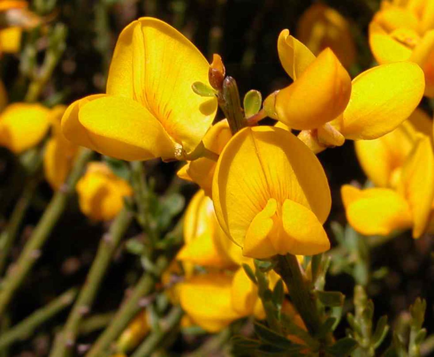 Broom, Purgative flower